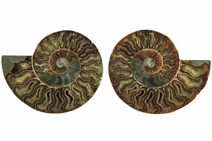 Cut & Polished, Agatized Ammonite Fossil - Madagascar #212858